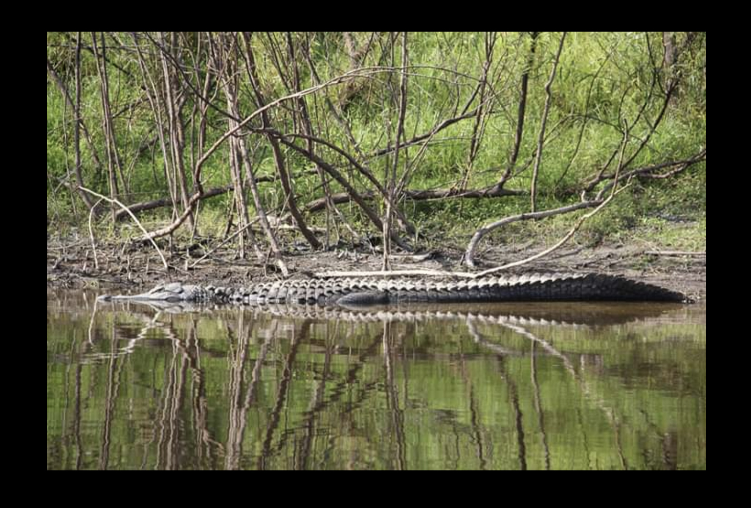 Gator